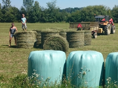 Puno posla i na livadama Puno posla i na livadama