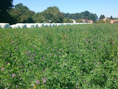 Balirana sjenaža Balirana sjenaža