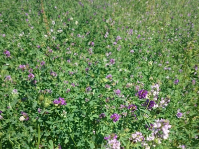 Bjelići stoku hrane kvalitetnom hranom Bjelići stoku hrane kvalitetnom hranom