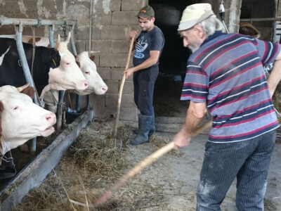 Dragan i Petar hrane krave Dragan i Petar hrane krave