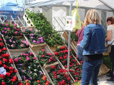 OPG Valerija Pavičić