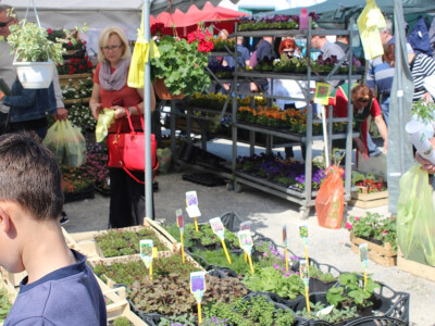 OPG Valerija Pavičić