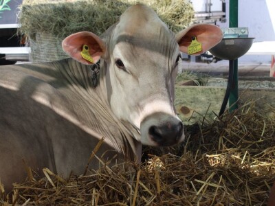 Bjelovarski sajam otvorenje 2