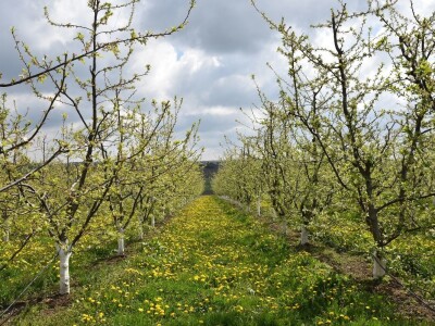 Bjelovarsko-bilogorska županija s uzgajivačima voća i povrća