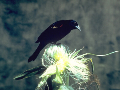 SCARYBIRD: Da više u proizvodnji nemate problema s pticama