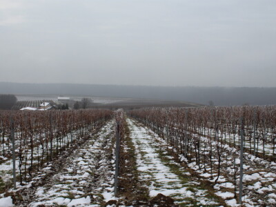 Blagdan sv. Vinka pokušalište u Mandićevcu FAZOS