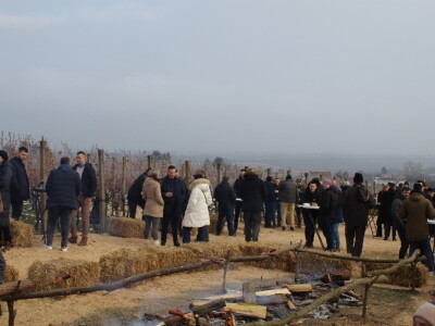 Blagdan sv. Vinka pokušalište u Mandićevcu FAZOS