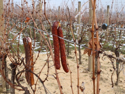 Blagdan sv. Vinka pokušalište u Mandićevcu FAZOS