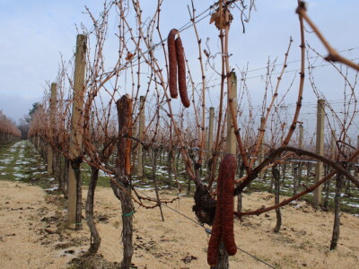 Blagdan sv. Vinka pokušalište u Mandićevcu FAZOS
