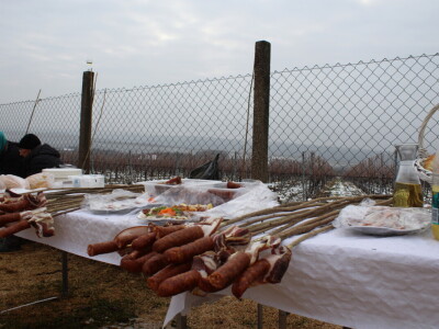 Blagdan sv. Vinka pokušalište u Mandićevcu FAZOS