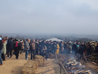 Blagdan sv. Vinka pokušalište u Mandićevcu FAZOS