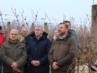 Blagdan sv. Vinka pokušalište u Mandićevcu FAZOS