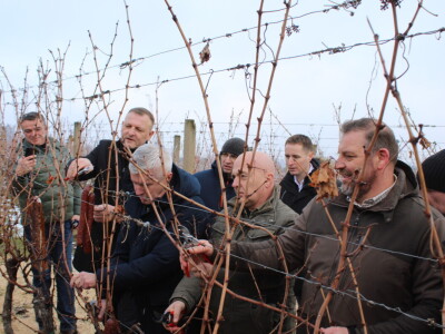 Blagdan sv. Vinka pokušalište u Mandićevcu FAZOS