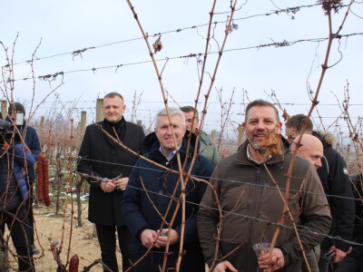 Blagdan sv. Vinka pokušalište u Mandićevcu FAZOS