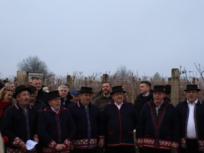Blagdan sv. Vinka pokušalište u Mandićevcu FAZOS