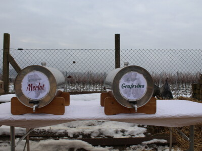 Blagdan sv. Vinka pokušalište u Mandićevcu FAZOS