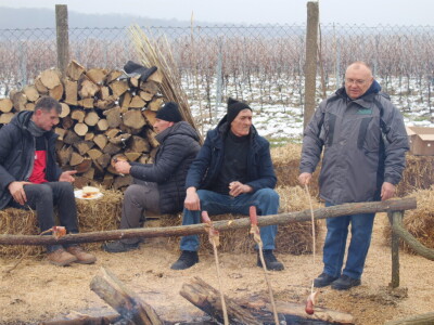 Blagdan sv. Vinka pokušalište u Mandićevcu FAZOS