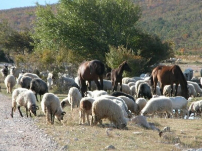 Blago na planini Kamešnici (Bili brig) Blago na planini Kamešnici (Bili brig)