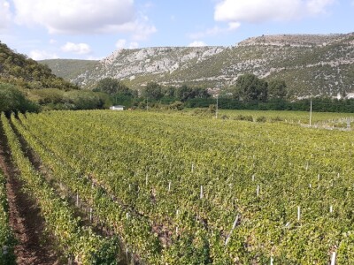 Blaž Enelogy - priča o blatini i žilavki