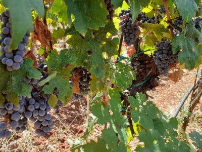 Blaž Enology - Vinske ceste Hercegovine i priča o blatini i žilavki