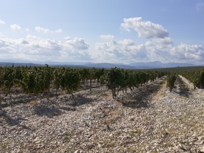 Blaž Enology - Vinske ceste Hercegovine i priča o blatini i žilavki