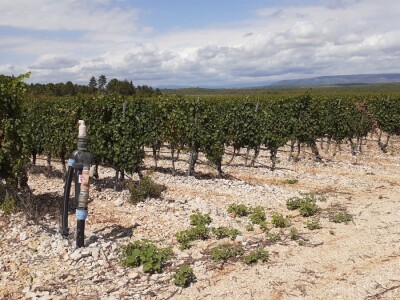 Blaž Enology - Vinske ceste Hercegovine i priča o blatini i žilavki