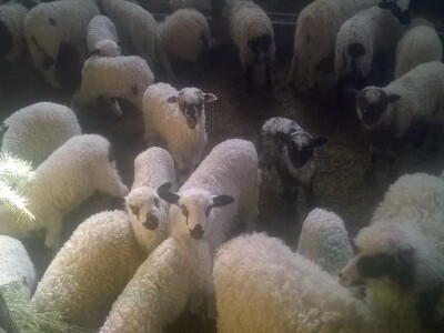 Uzgoj koza u Parku prirode Blidinje Uzgoj koza u Parku prirode Blidinje