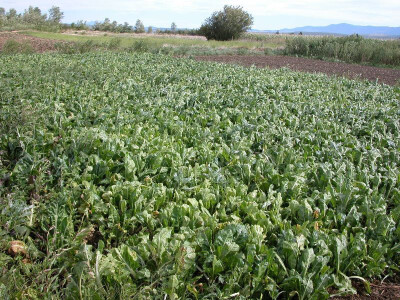 Blitva OPG Suzana Bogdan u Sinjskom polju