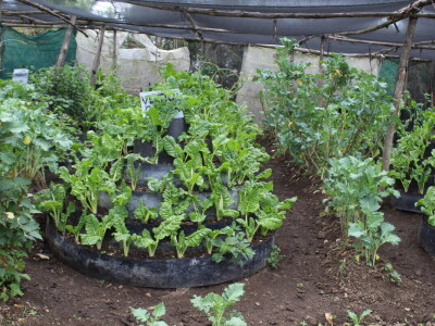 Blitva za šiling Blitva za šiling