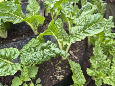 Blitva za šiling Blitva za šiling