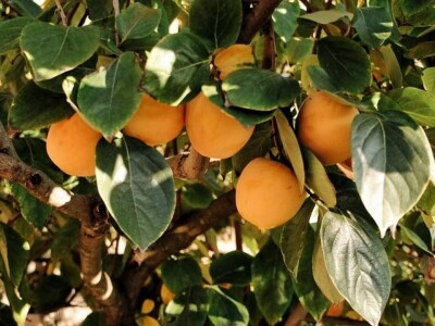 Blog Hodopisi & Slikopisi promoviraju ljepote poznate i manje poznate Hercegovine