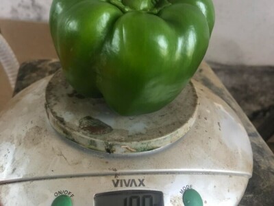 blok paprike blok paprike