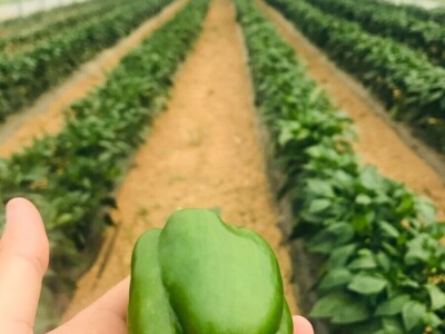 blok paprike blok paprike