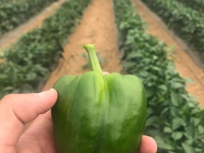 blok paprike blok paprike