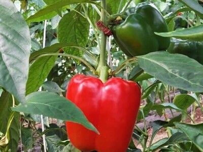 blok paprike blok paprike