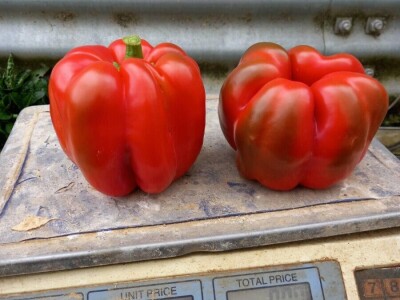 blok paprike blok paprike