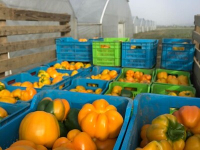 blok paprike blok paprike