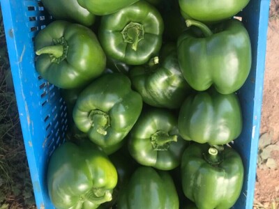 blok paprike blok paprike