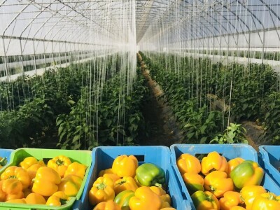 blok paprike blok paprike