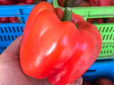 blok paprike blok paprike