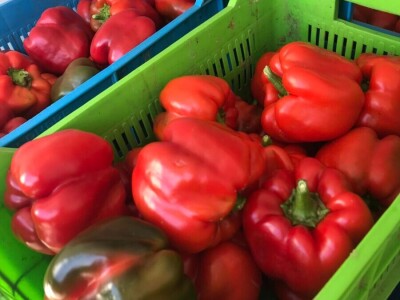 blok paprike blok paprike