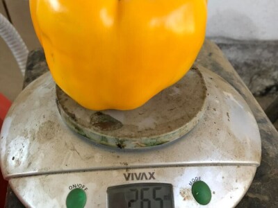 blok paprike blok paprike