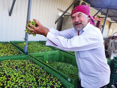 MASLINARSTVO DANAS I SUTRA - Od 8 milijuna navodnjavamo samo 5 posto maslina