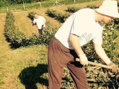 Poslovi u nasadu aronije u svibnju ove godine