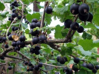 Josta, slabo poznato bobičasto voće