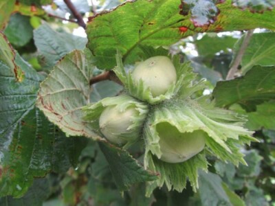 Lješnjaci su trenutno u drugom planu