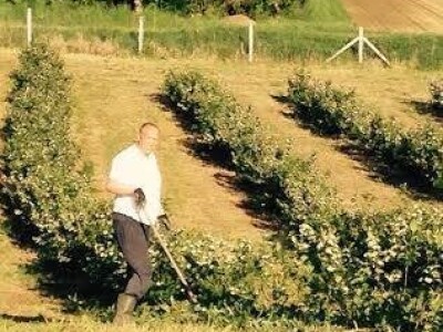 Strojevi pomažu, ali bez motike nema kruha