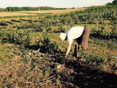 Umjesto otrova korov se rješava ručno