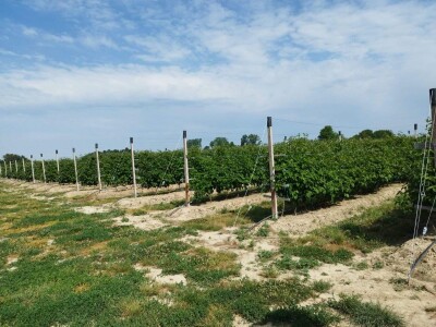 Bočkinac bobice - maline, borovnice
