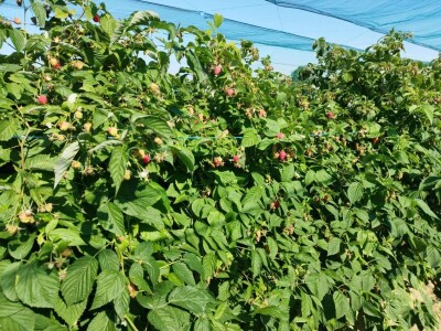 Bočkinac bobice - maline, borovnice